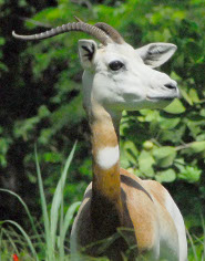 Dama gazelle