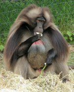 Gelada Gelada