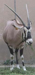 Gemsbok Gemsbok