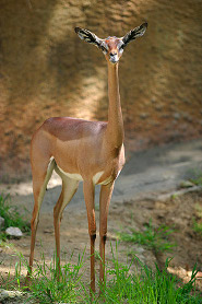 Gerenuk Gerenuk