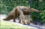 Giant anteater Giant anteater
