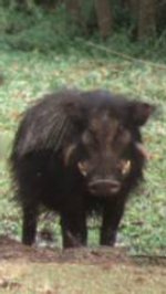 Giant forest hog Giant forest hog