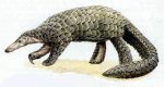 Giant Pangolin