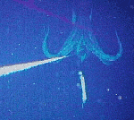 Giant squid Giant squid