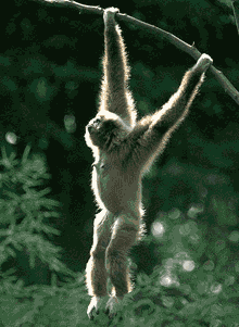 White cheeked gibbon White cheeked gibbon