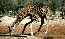 Giraffa camelopardalis Giraffa camelopardalis