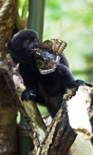 Goeldi's marmoset Goeldi's marmoset