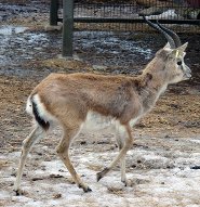Goitered gazelle Goitered gazelle