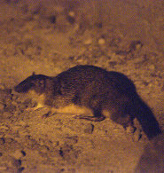 Golden-Bellied Water Rat Golden-Bellied Water Rat