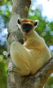 Golden-crowned lemur Golden-crowned lemur