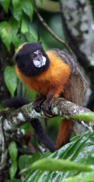 Golden mantled tamarin Golden mantled tamarin