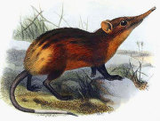 Golden rumped elephant shrew Golden rumped elephant shrew