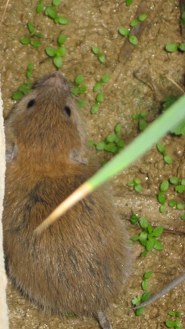 Golden spiny mouse Golden spiny mouse