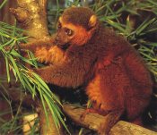 Golden Bamboo Lemur Golden Bamboo Lemur