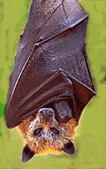 Golden crowned fruit bat Golden crowned fruit bat