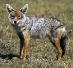 Golden jackal Golden jackal