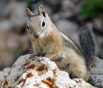 Golden-mantled ground squirrel Golden-mantled ground squirrel