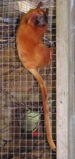 Golden lion tamarin Golden lion tamarin
