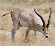 Grant's gazelle Grant's gazelle