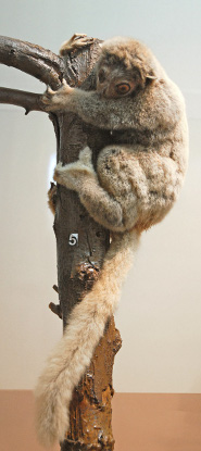 Gray-backed Sportive Lemur Gray-backed Sportive Lemur