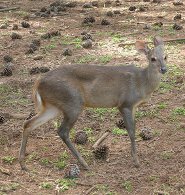 Gray brocket Gray brocket