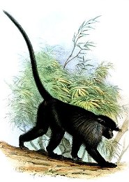 Gray-cheeked mangabey Gray-cheeked mangabey