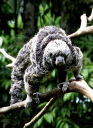 Gray monk saki Gray monk saki
