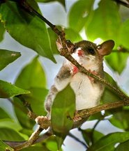 Gray slender mouse opossum Gray slender mouse opossum
