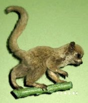 Gray Mouse Lemur Gray Mouse Lemur