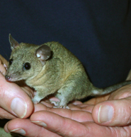 Gray short-tailed opossum Gray short-tailed opossum
