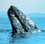 Gray Whale Gray Whale
