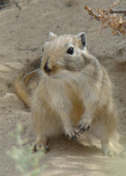 Great gerbil Great gerbil