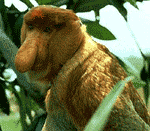 proboscis proboscis