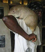 Greater cane rat Greater cane rat