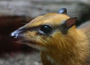 Greater mouse deer Greater mouse deer