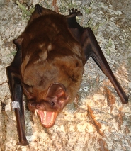 Greater noctule Greater noctule