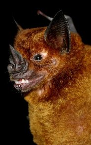 Greater spear-nosed bat