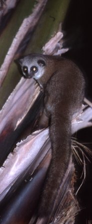 Greater dwarf lemur Greater dwarf lemur