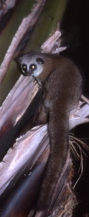 Greater dwarf lemur