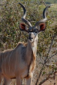 Greater kudu Greater kudu