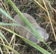 Greater mole rat Greater mole rat