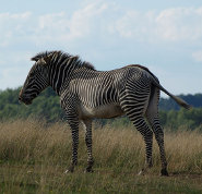 Grevy's Zebra Grevy's Zebra