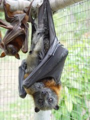 Grey headed flying fox Grey headed flying fox