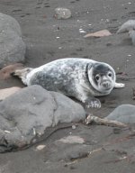 Grey seal Grey seal