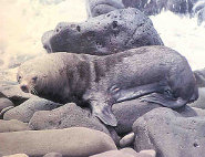 Guadelupe fur seal Guadelupe fur seal