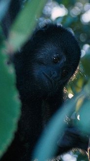 Guatemalan Black Howler Monkey