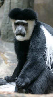 Guereza Guereza