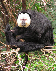 Guianan saki Guianan saki