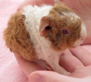 Guinea pig Guinea pig