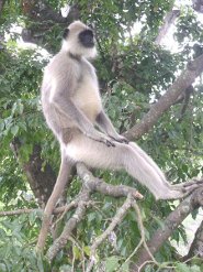 Hanuman langur Hanuman langur